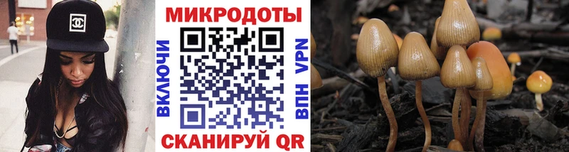 как найти закладки  Выборг  Галлюциногенные грибы Cubensis 